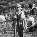Tending sheep in Karyae, southern Greece.