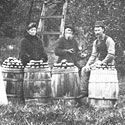 Apple pickers in the late 1800's