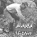 Kalamazoo County the world's largest grower of Celery