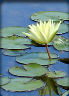 Southwest Michigan Directory